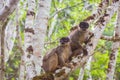 Brown lemur family