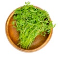 Brown lentil microgreens, ready-to-eat seedlings in a wooden bowl Royalty Free Stock Photo