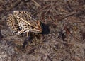 Brown Leopard Frog Royalty Free Stock Photo