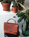 Brown lifestyle fashion leather bags surrounded by indoor plants zygocactus euphorbia cactus greenery in terracota clay pot