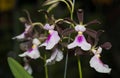 Brown and light pink Oncidium orchid flower Royalty Free Stock Photo