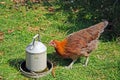 Brown Light Sussex Bantam chicken. Royalty Free Stock Photo