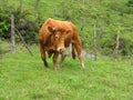 Brown Limousin bull Royalty Free Stock Photo