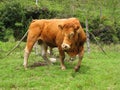 Brown Limousin bull