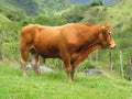 Brown Limousin bull