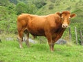 Brown Limousin bull