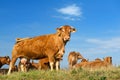 Brown Limousin cows