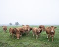 Brown limousin cows and calves in misty morning meadow with trees in the background Royalty Free Stock Photo