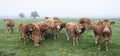 Brown limousin cows and calves in misty morning meadow with trees in the background Royalty Free Stock Photo