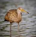 A brown limpkin searches for clams in the shallow water