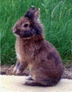 Brown lionhead rabbit up on back legs, England, United Kingdom