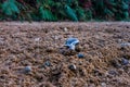 A brown-lipped snail crawling across a sandy path