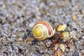 Brown-lipped snail crawling on broken shell