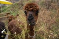 Close up image of brown alpaca eating grass in Alpaca World, South Korea