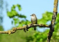 Brown little bird Royalty Free Stock Photo