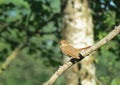 Brown little bird Royalty Free Stock Photo