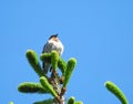 Brown little bird Royalty Free Stock Photo