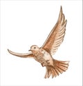 A brown little bird in flight, a nightingale. Illustration. Royalty Free Stock Photo