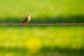 Brown little bird perching on whire Royalty Free Stock Photo