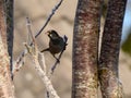a brown little bird on a young icy branch covered by shadow of a tree