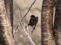 a brown little bird on a young icy branch covered by shadow of a tree