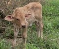 Brown little calf  in green grass Royalty Free Stock Photo