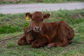 A brown little calf lying on the grass. Yellow labels of the owner in the ears of the cow. A calf tied by a rope. Cattle Royalty Free Stock Photo