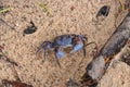 Brown little Crab with beanie eyes