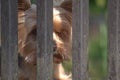 A brown little dog behind a metal fence. Royalty Free Stock Photo