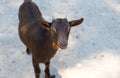 Brown little goat with small horns is waiting for a treat