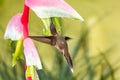 Little Hermit hummingbird feeding on a Flamingo Pink Heliconia Royalty Free Stock Photo