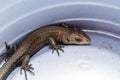 A brown little lizard climbed into a plastic glass and got stuck