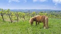 Brown little pony next to a vineyard against a blue cloudy sky. Farming and rural landscape with empty copy space Royalty Free Stock Photo