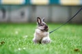 Brown little rabbit in green grass Royalty Free Stock Photo