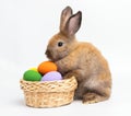 Brown little rabbit standing on a basket with an Easter egg on a white background. Royalty Free Stock Photo