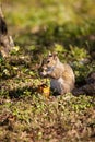 Brown Little Shermans fox squirrel Sciurus niger shermani