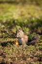 Brown Little Shermans fox squirrel Sciurus niger shermani