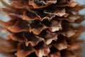 Brown little spruce cone macro