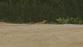 Brown Lizad with Long Tail on Sand