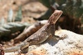 Brown Lizard