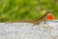 Brown lizard with beautiful patterns and a red penny