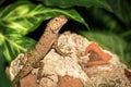 Brown Lizard