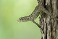 Brown lizard camouflaging on a tree