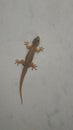brown lizard crawling on the wall Royalty Free Stock Photo