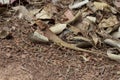 Brown lizard in dry grass of tropical forest. Exotic iguana camouflage. Exotic animal in wild nature. Royalty Free Stock Photo