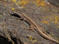 Brown lizard enjoying the sunlight