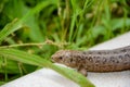 A brown lizard on the garden patio in front of grass Royalty Free Stock Photo