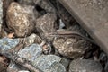 Brown lizard hiding under the railway tracks
