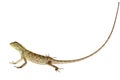 Lizard isolated on a white background Royalty Free Stock Photo