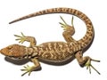 Brown lizard isolated on white background Royalty Free Stock Photo